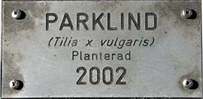 Parklind (Tilia x vulgaris) 2002