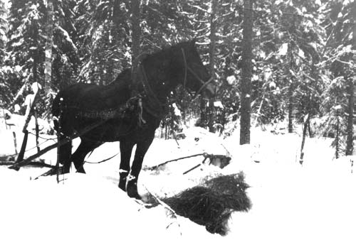 Vid hötappen står Putte. Drivning av virke med häst ur stadens skogar förekom ännu på 1970-talet.