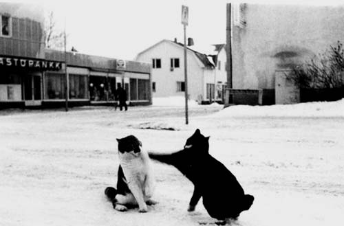 Hej, scannar bilder av Sven Bertlin. Här kommer en Nykarlebyidyll. Kattboxning på Östra esplanaden vid 1970-talets början.