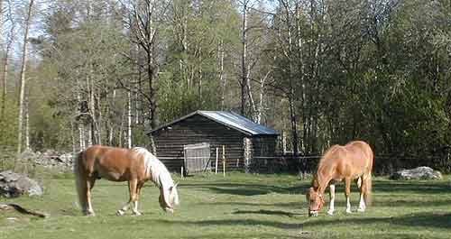 Backåker, mer känd under namnet Hugos lindo, strax norr om Roosas lindo. Åke Björklunds hästar betar. Till vänster om ladan får man en skymt av stenmuren.