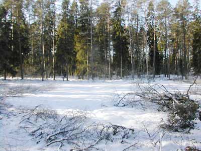 Skogsparken 2006